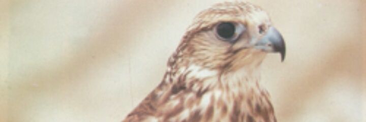 tyrfew's profile banner image