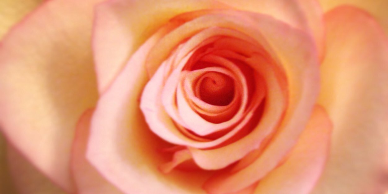 tomaterkater's profile banner image