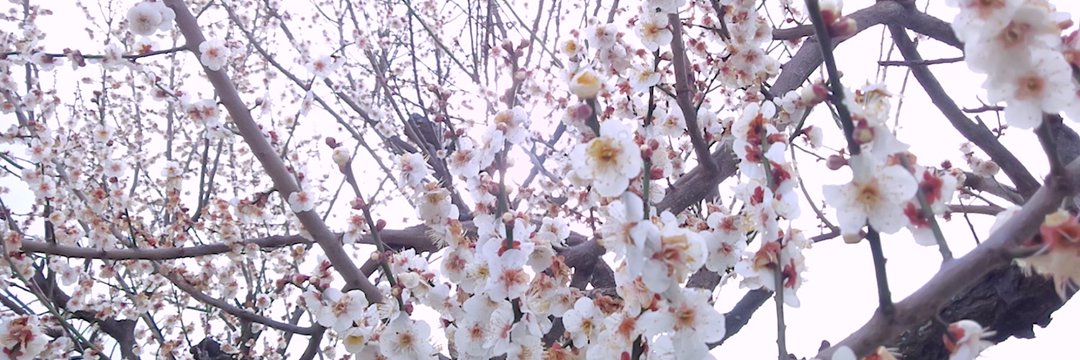skhkhiguchi's profile banner image