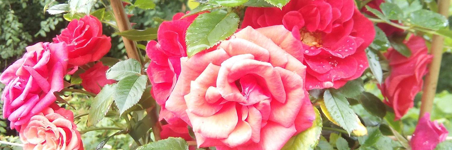 DarlingtonRotary banner