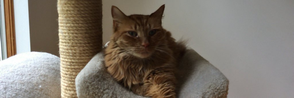 ChefMeow's profile banner image
