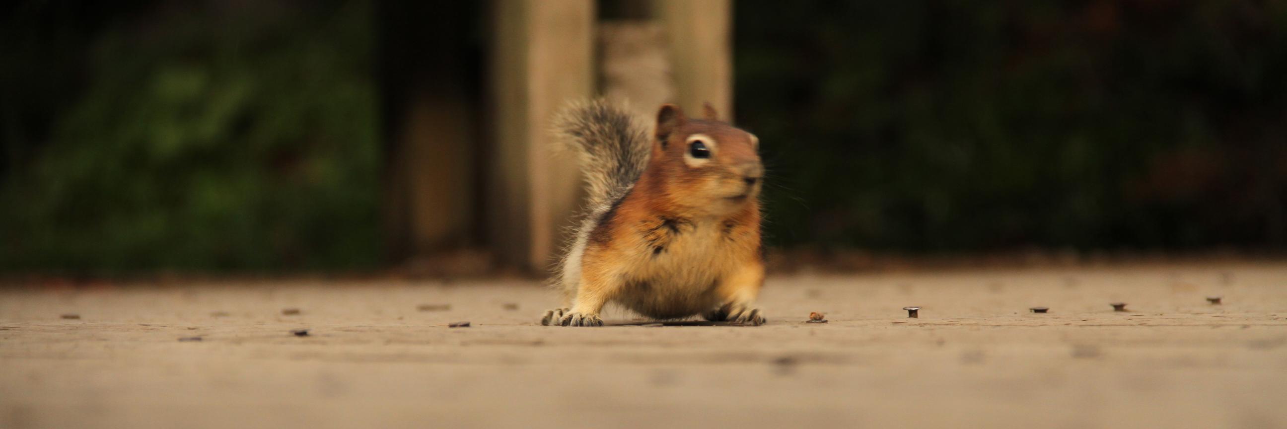 Martin Schmidt banner