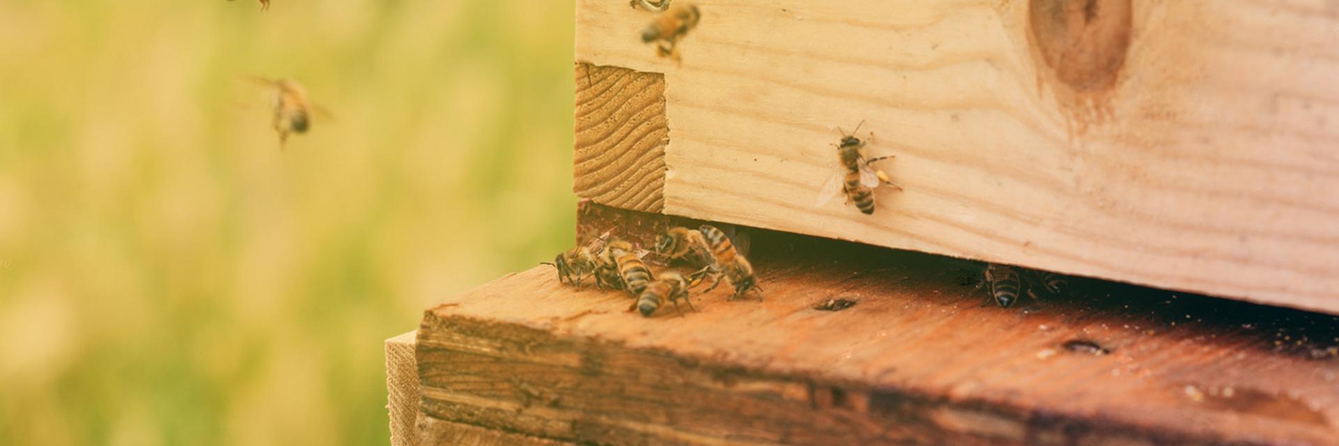 SalesbeeSocial's profile banner image
