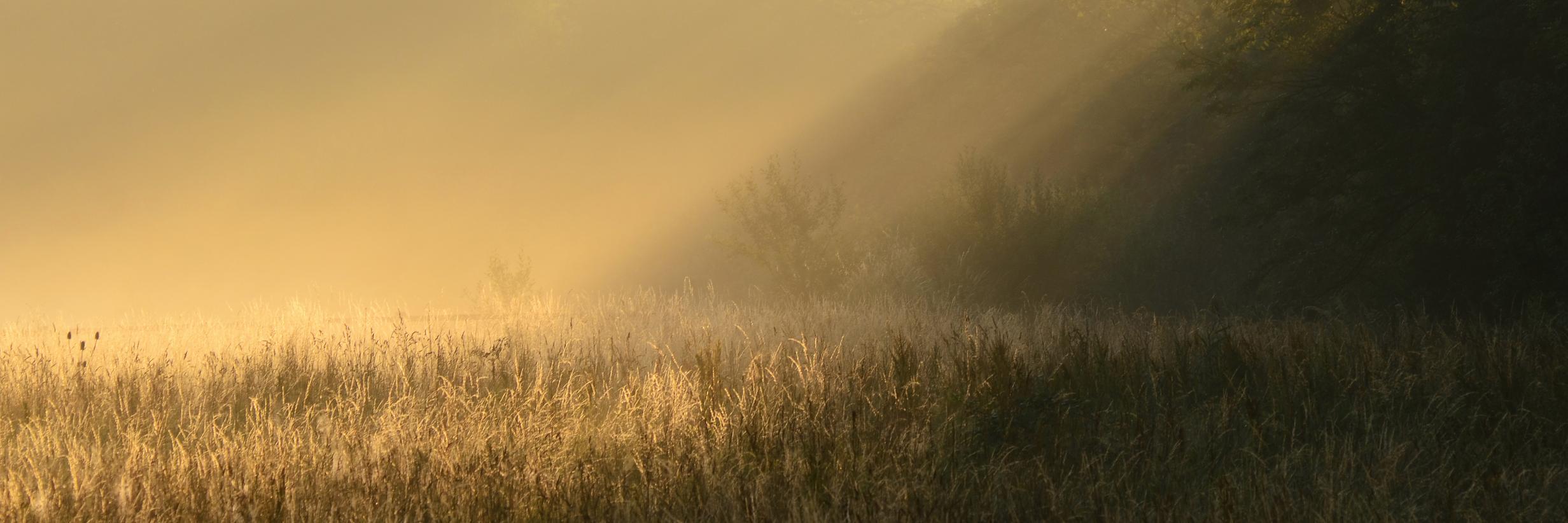 Tony Einfeldt banner
