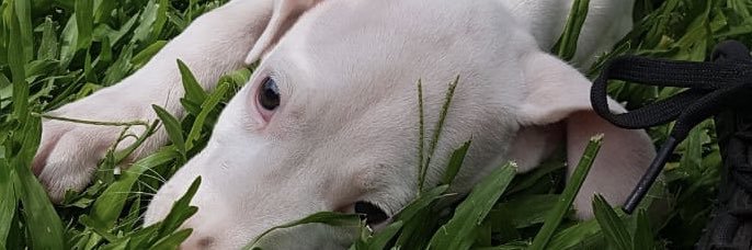 AlexColnaghi's profile banner image