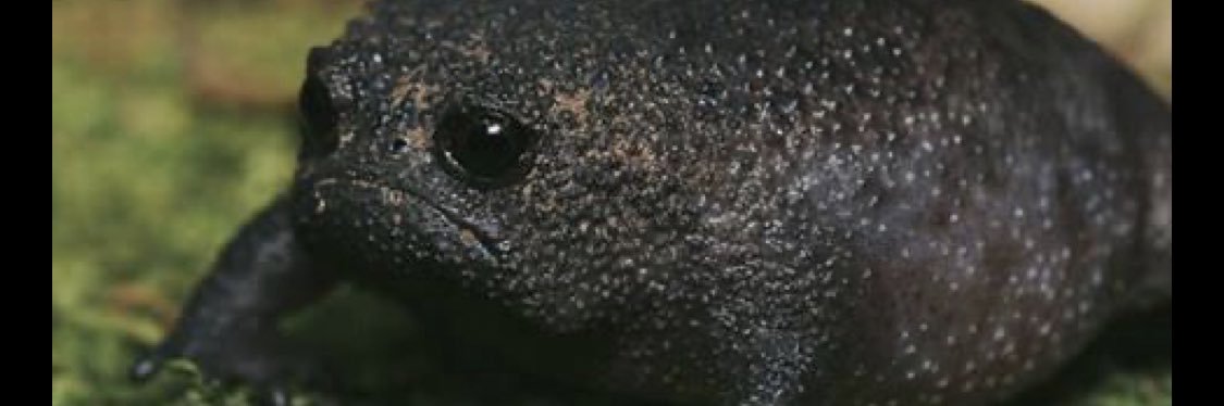 PrecariousFools's profile banner image