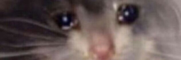 catizzle_exe's profile banner image