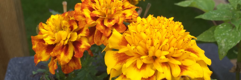 Clara Morrish banner