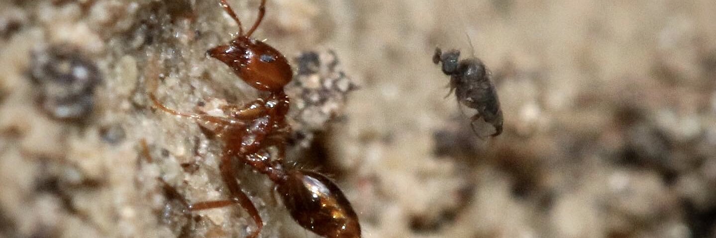 Dr. Joanie King banner