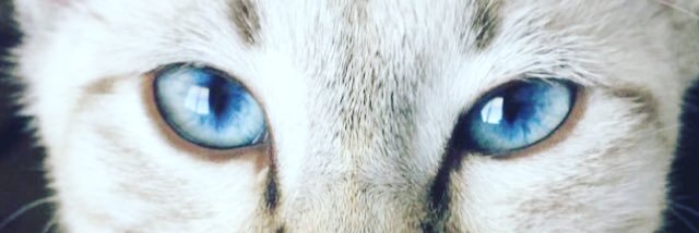 _laurenrando's profile banner image
