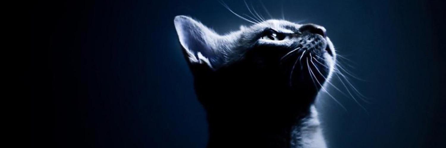 CatZzillaa's profile banner image