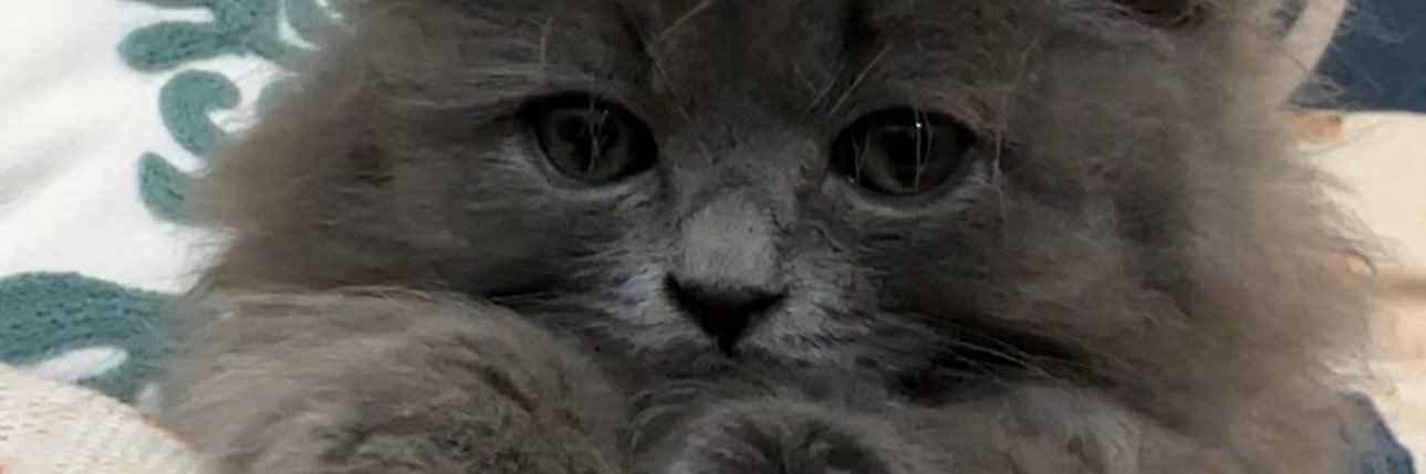 Chowerss's profile banner image