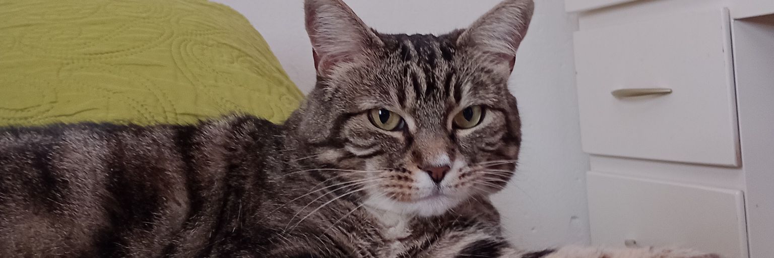miliarocaa's profile banner image