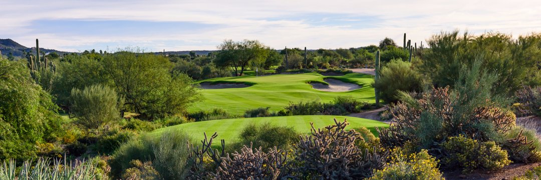 Desert Forest banner