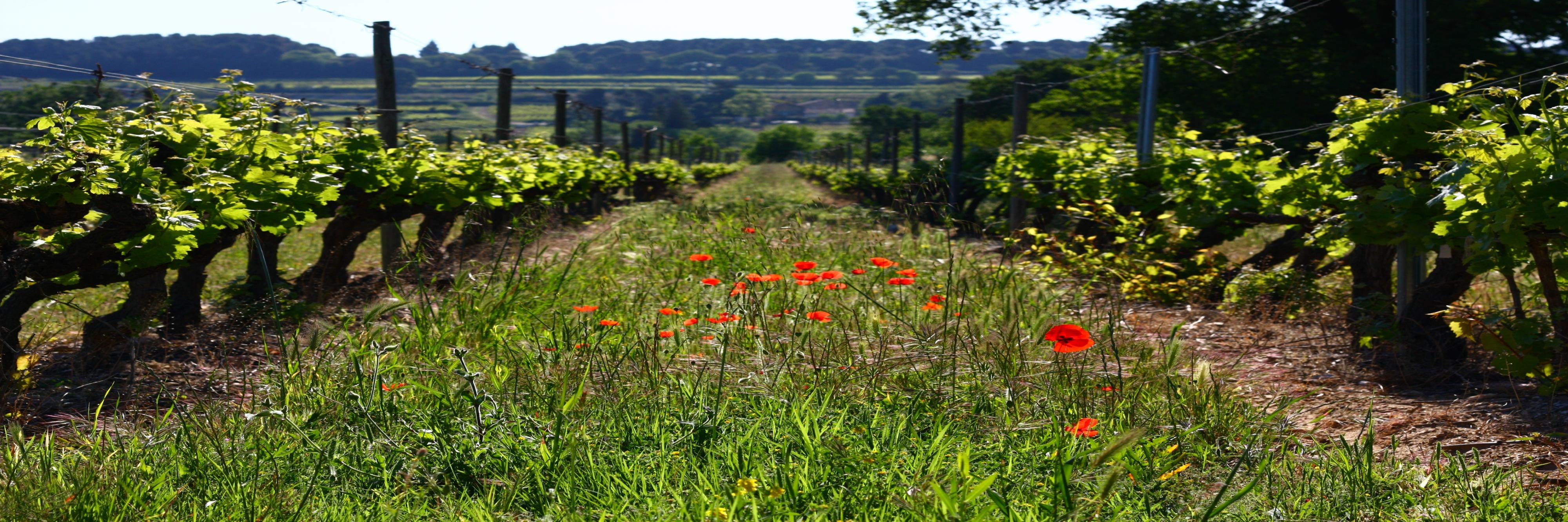 MetrowineGroup's profile banner image