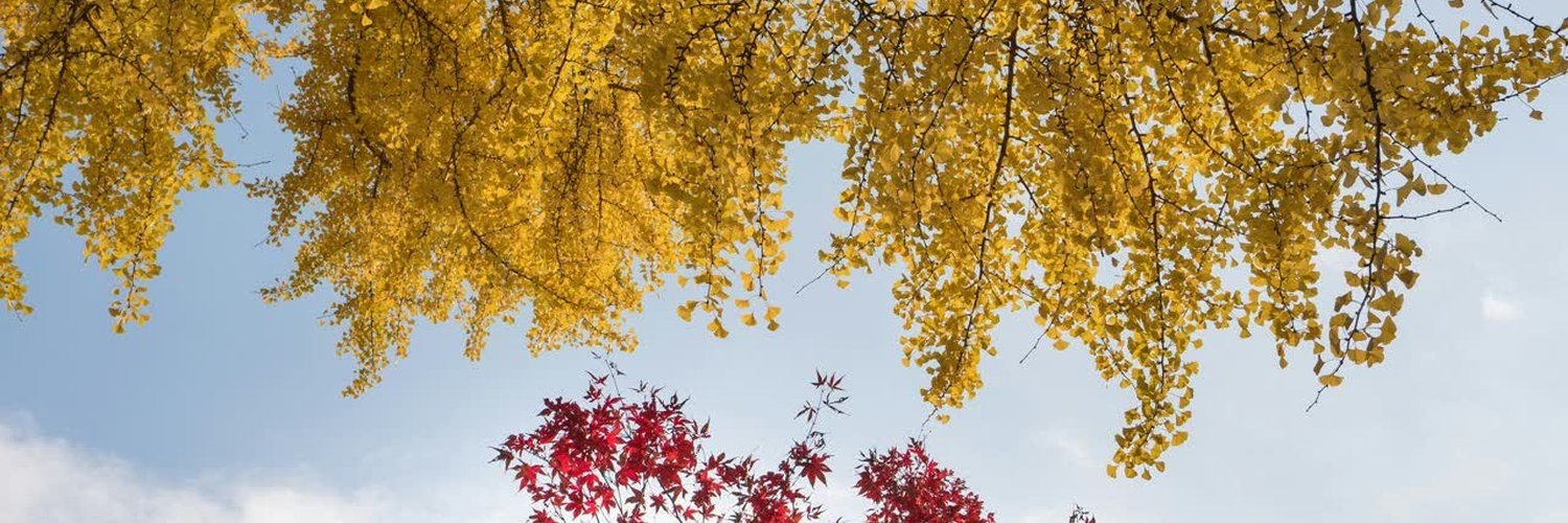 ximeparamore3's profile banner image