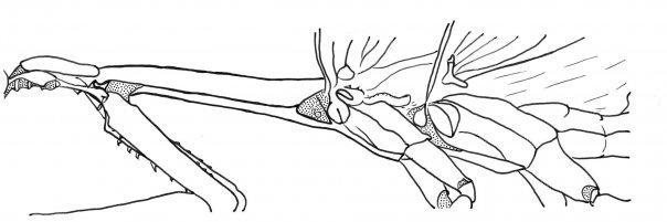 Dr. Kelly Carruthers banner