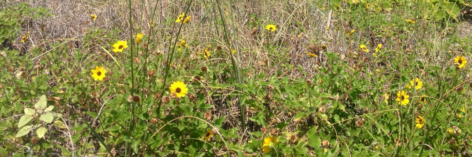 Lindsay Stewart banner