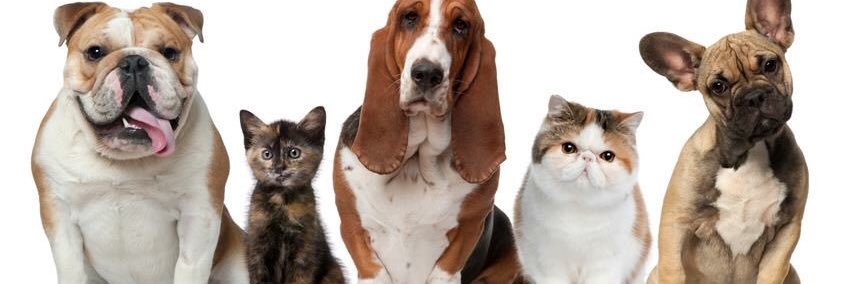 FeedYourPetsCom's profile banner image