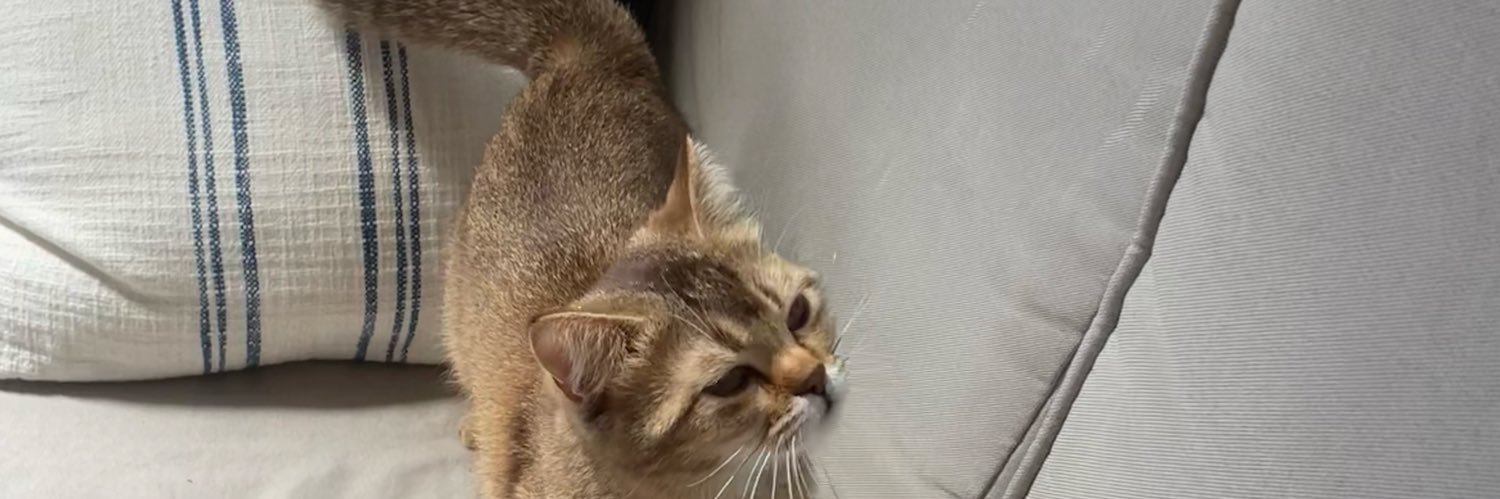 Yael Finkelstein banner