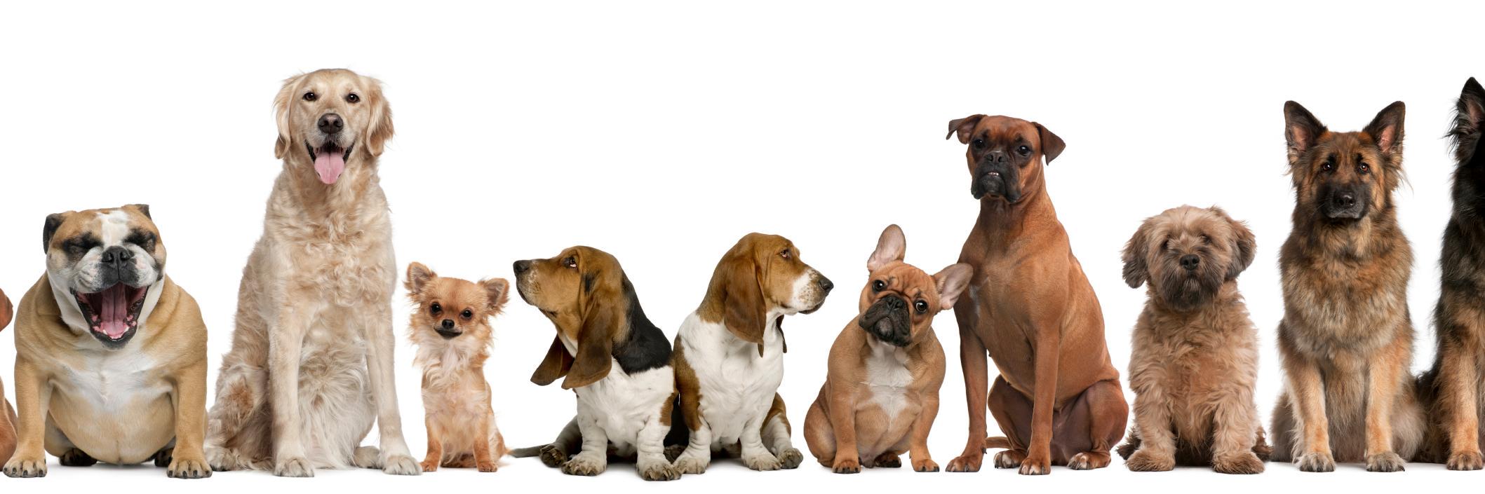WoofandCo's profile banner image