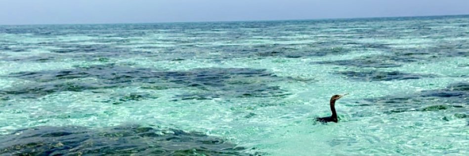 saadmalmoqbel's profile banner image