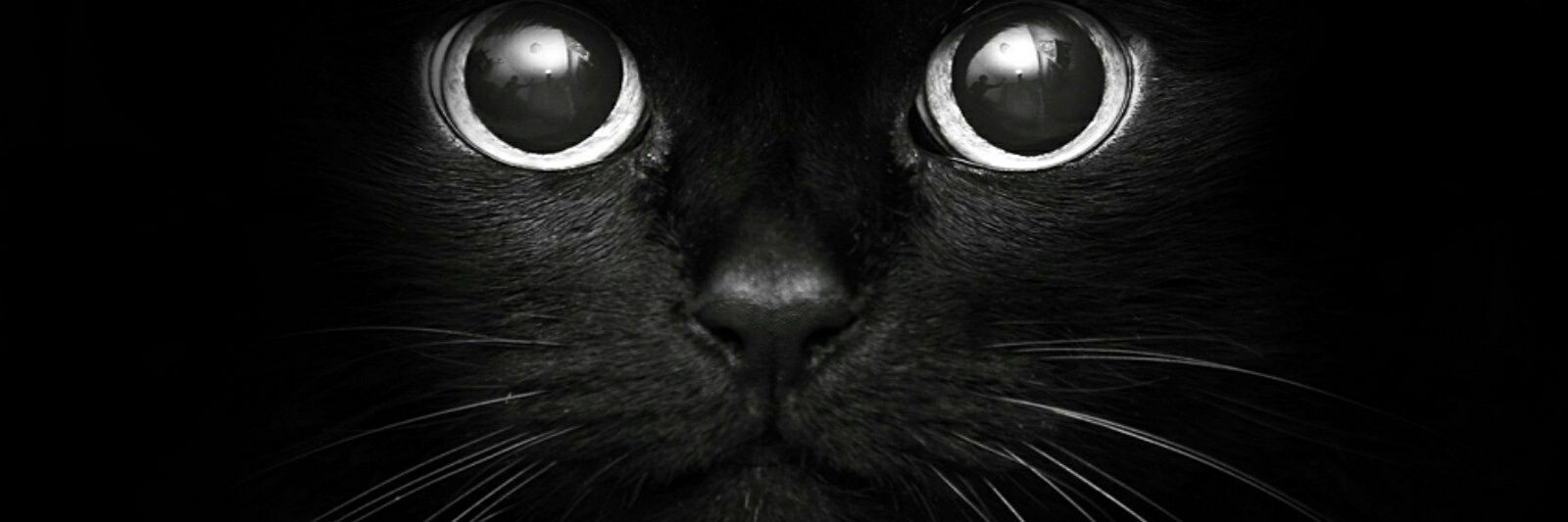 gulrmk's profile banner image