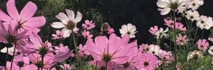 لُجينَة 🌸 banner