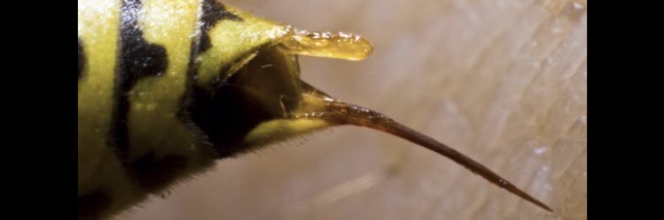 StingerAtWork's profile banner image