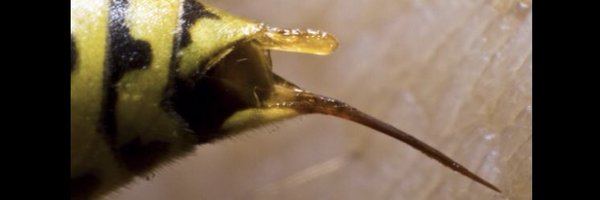 StingerAtWork Profile Banner