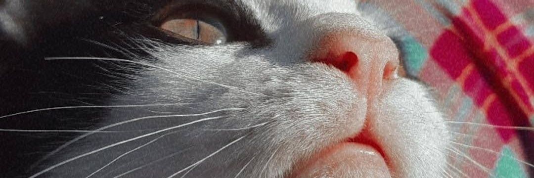 JulietaMolinas's profile banner image
