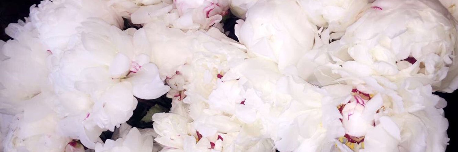 KameronArielle_'s profile banner image