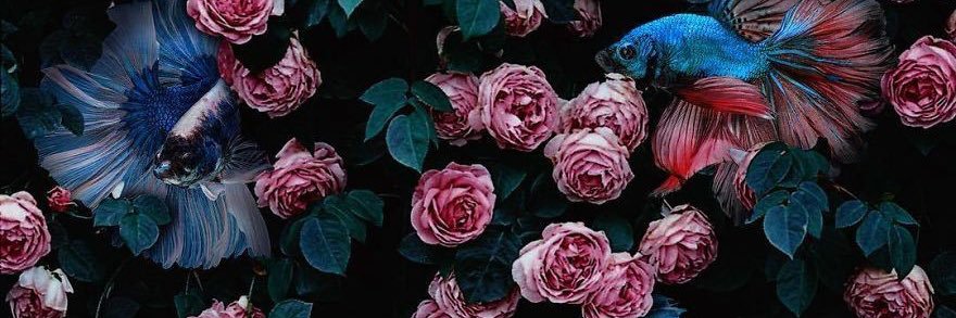 Reem_Alshayea's profile banner image