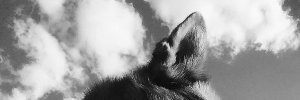 mleilab's profile banner image