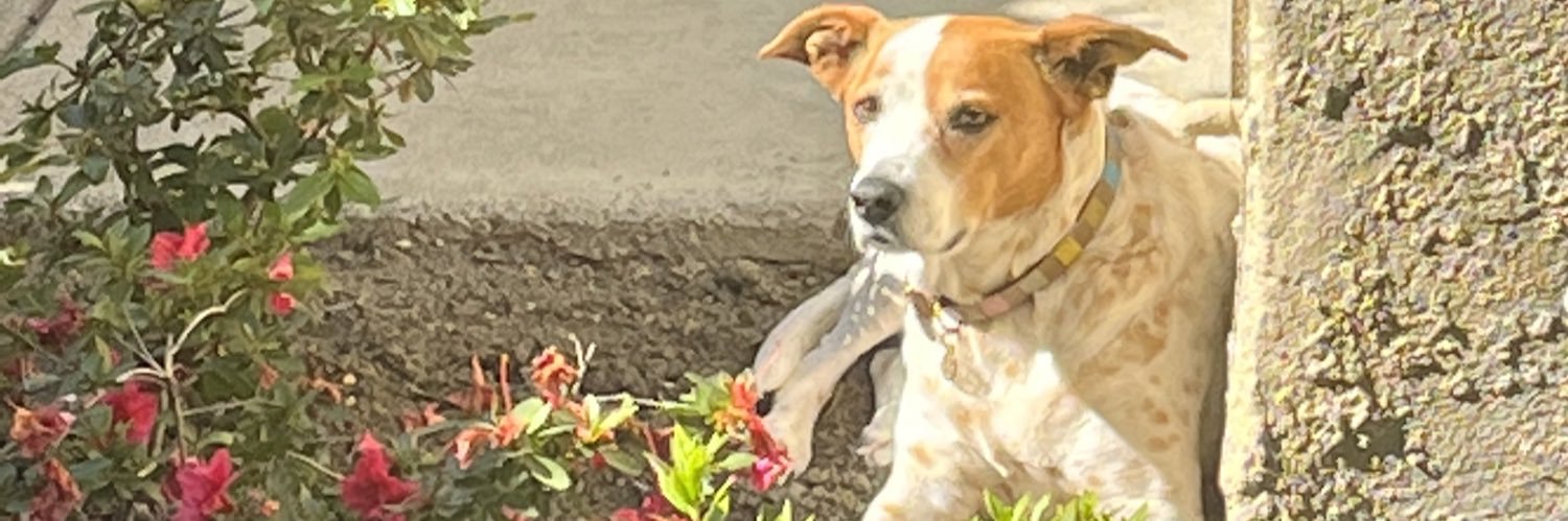 jennifer dubow banner