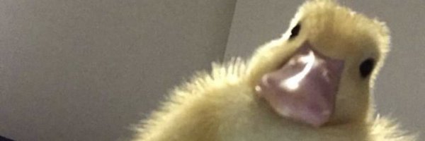 pwells Profile Banner