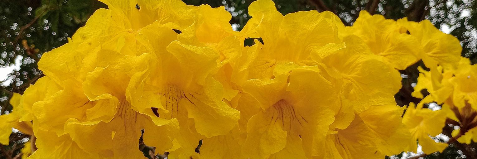 pancitaceliaca banner