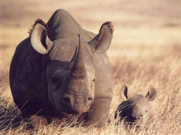 dichamo's profile banner image