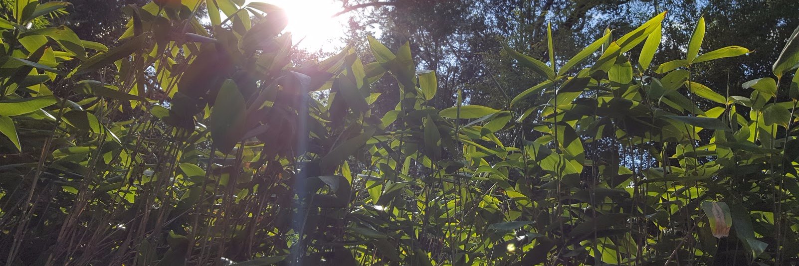 bamboosourcery's profile banner image