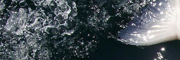 FINtastic Sportfishing banner