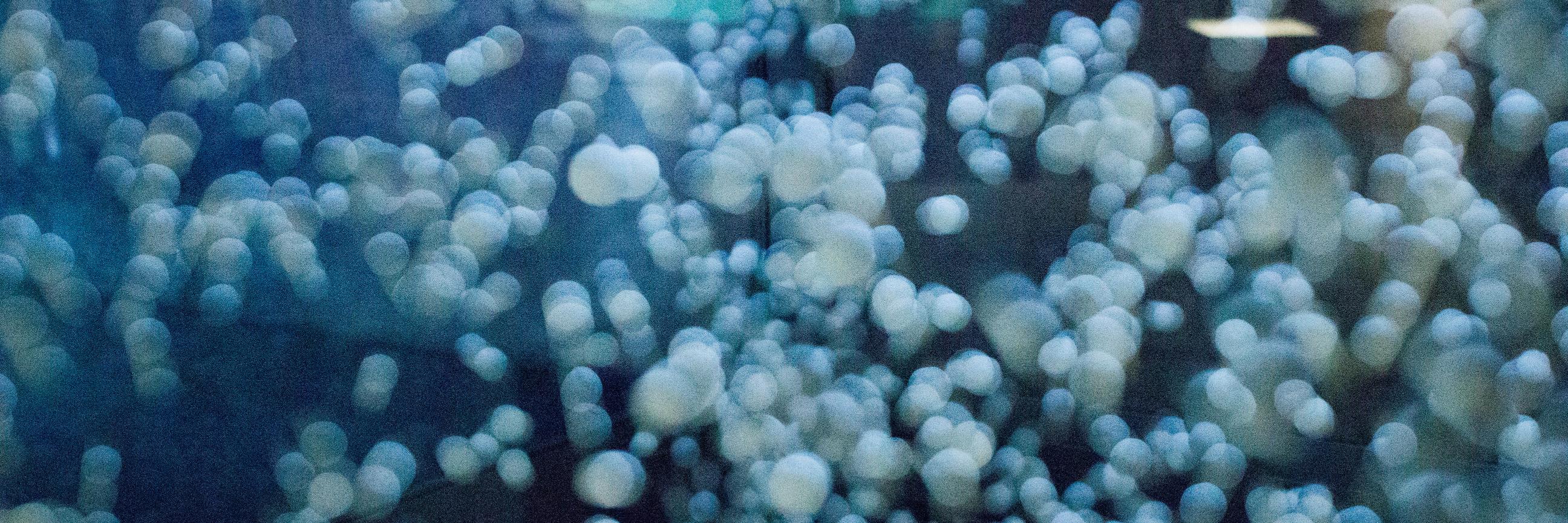 José Carbonell banner