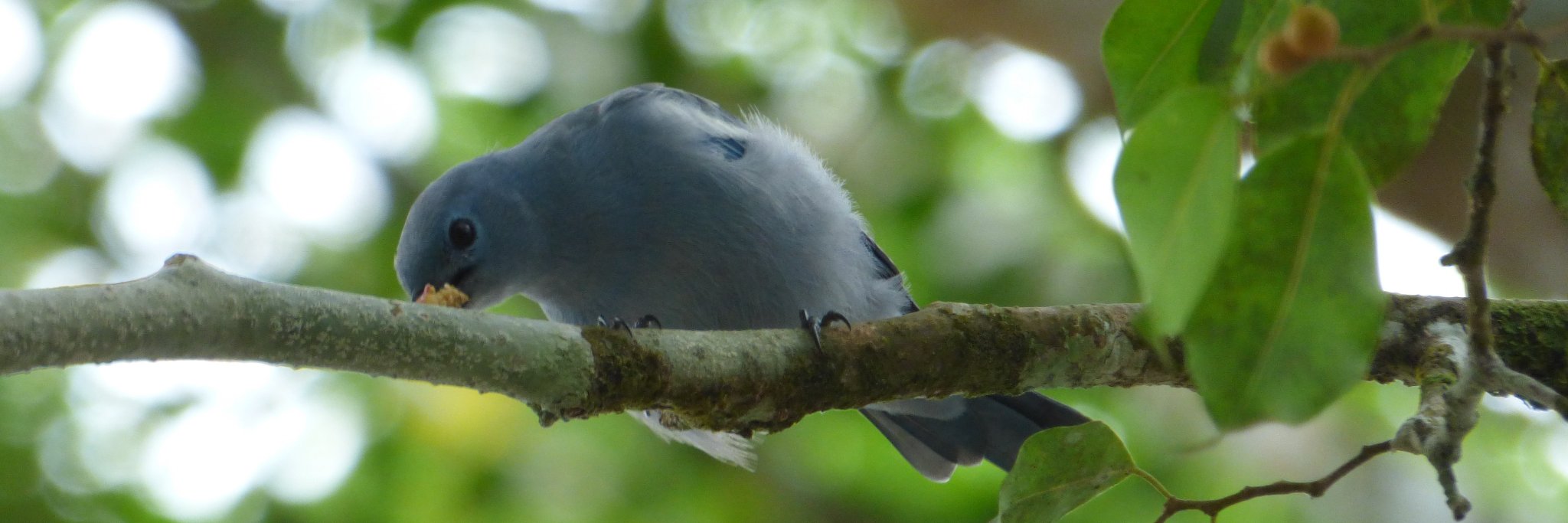 Rachel Steenson banner