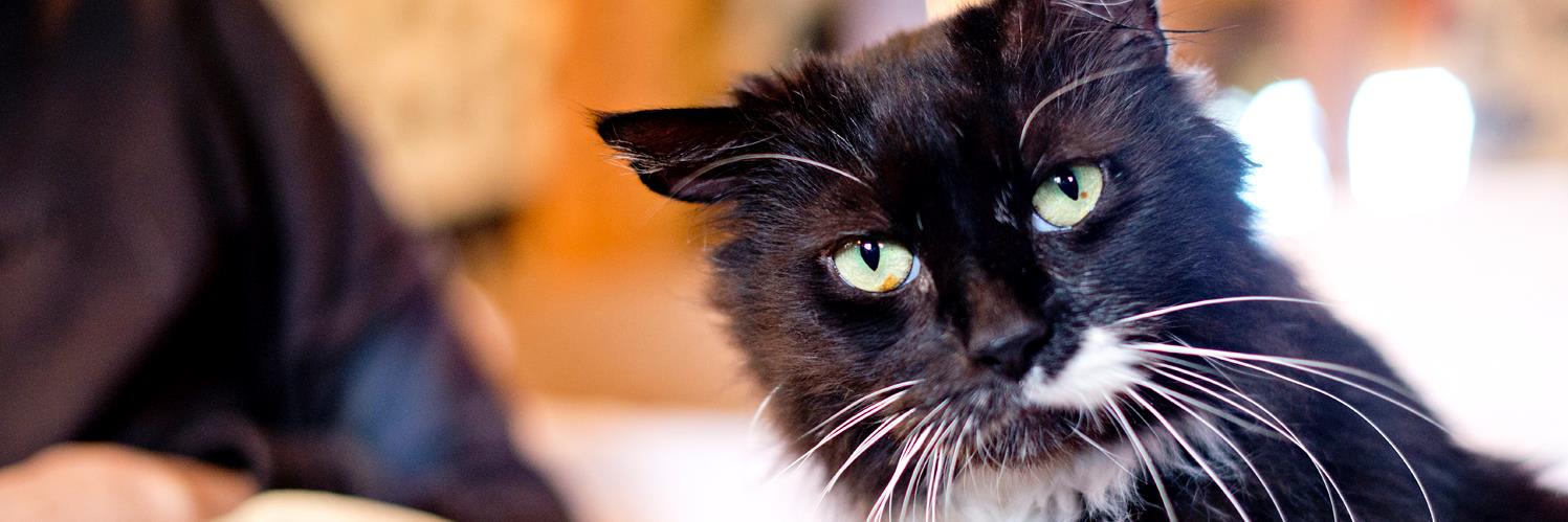 Catastrophes Cats Rescue banner