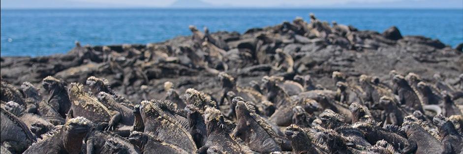 Living Planet Index banner