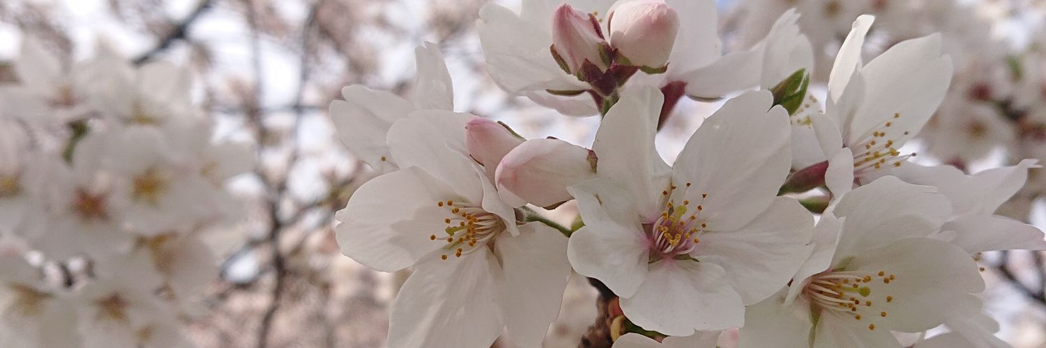 MIKAPPLE19's profile banner image