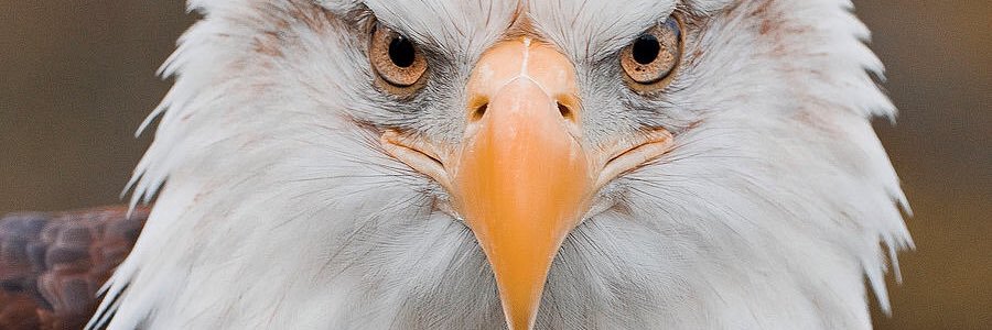 eaglebane1000's profile banner image