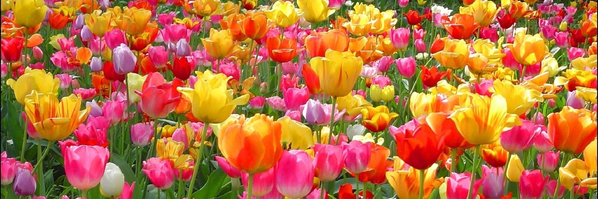 Flower_Bulbs_'s profile banner image