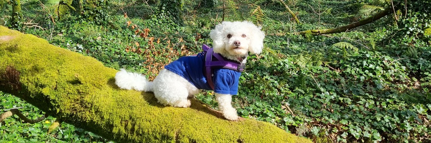 Michelle O'Riordan banner