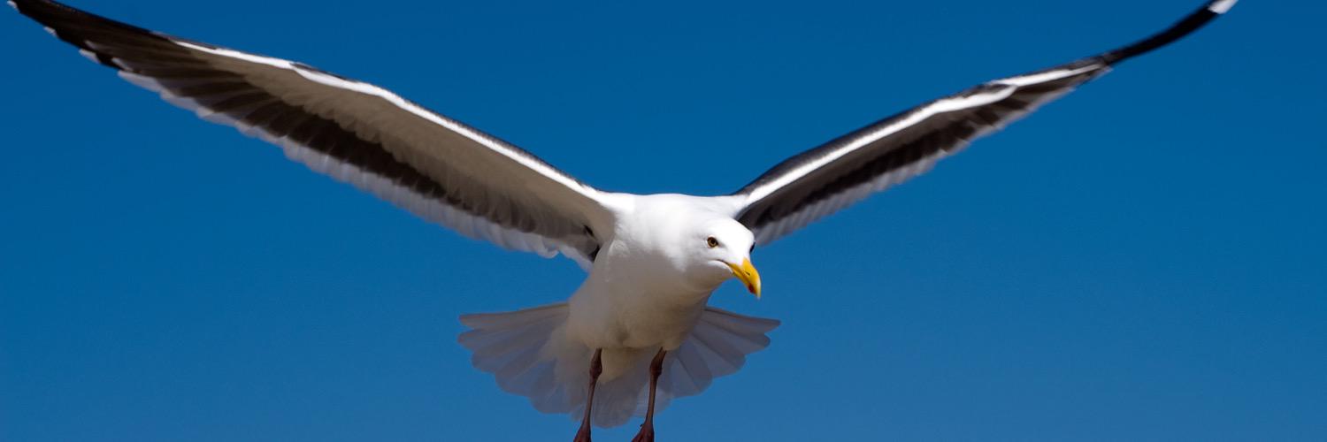 blowersgull's profile banner image