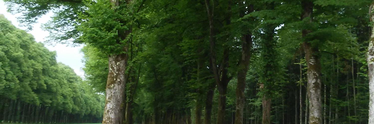 Maria F. Codina 🌷🌿🌷🌿🌷 banner